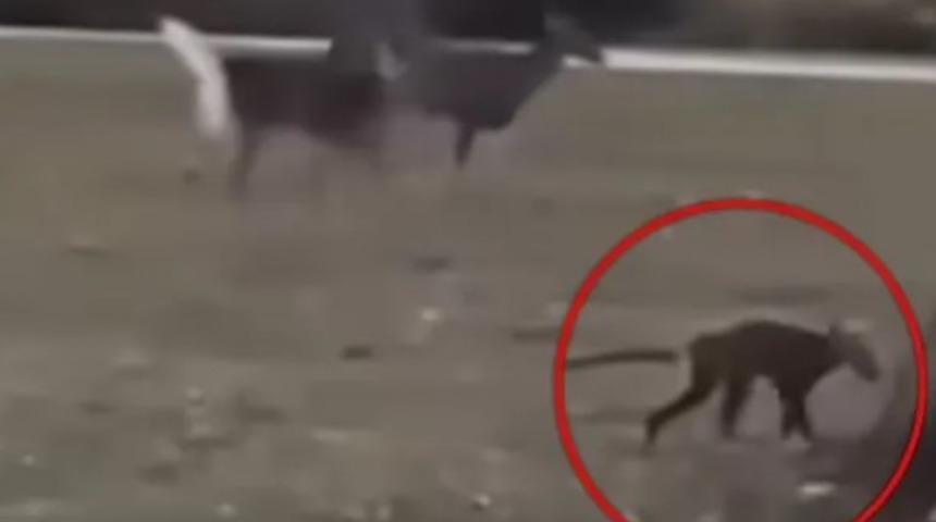 Kimse ne olduğunu anlayamadı! Şehir parkında dolaşan gizemli yaratık herkesi şaşkına çevirdi... "Böylesini daha önce görmemiştim"