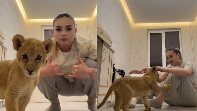 Kedi sever gibi sevmeye çalıştı! Sosyal medya fenomeninin evinde aslan beslediği anlar çok konuşuldu: Milyonlarca izlenmeye ulaştı 