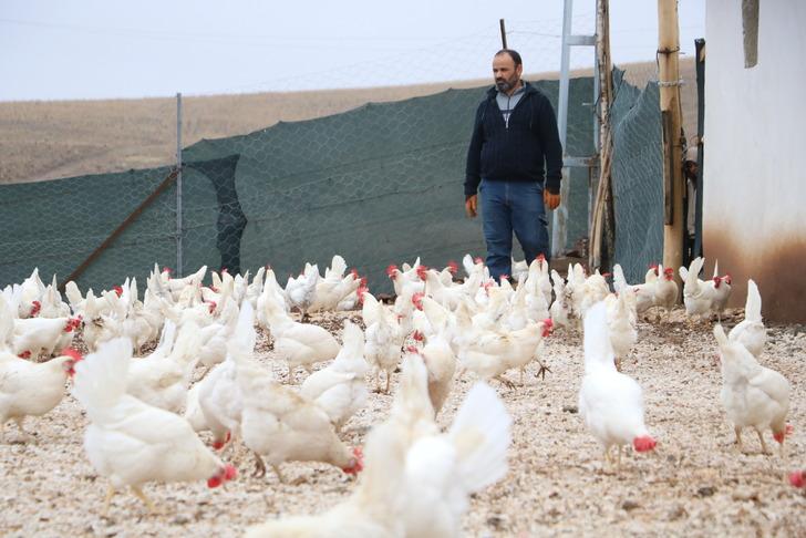 Hobi için 10 tane almıştı işler büyüdükçe büyüdü şimdi bine yakın var! Kendi işinin patronu olup çiftlik kurdu... G4