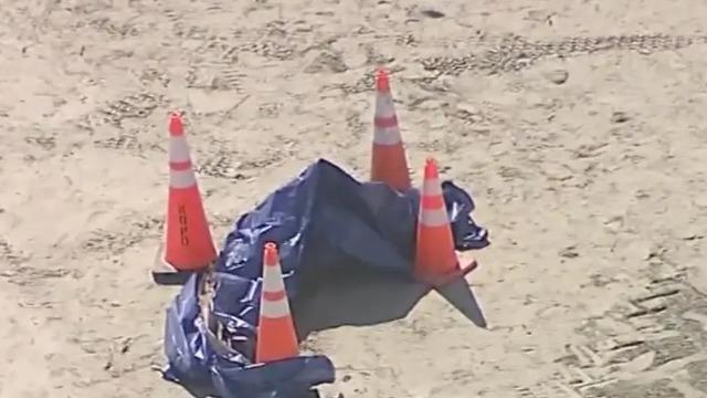 Plajda yürüyüş yaparken bir anda karşılarına kesik insan kafası çıktı! Burada her şeyi gördük ama bu sabah bulunan şeye inanamadık