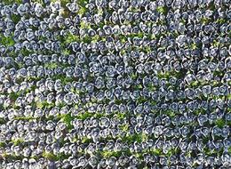 Yağışın etkisiyle o sebzelere rekolte düştü... Fiyatları uçtu! Çiftçi "Bunlar altın gibi" diyerek anlattı