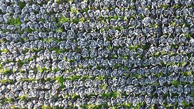 Yağışın etkisiyle o sebzelere rekolte düştü... Fiyatları uçtu! Çiftçi Bunlar altın gibi diyerek anlattı