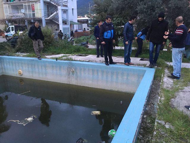 Villa havuzunda telef olmuş hayvanlar bulundu