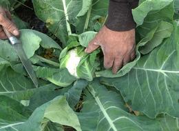 Kış mevsiminin vazgeçilmezi... 'Altın gibi' diyerek övdü! 'Ürün az olunca karaborsaya düştü' dedi!