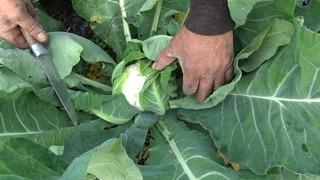 Kış mevsiminin vazgeçilmezi... 'Altın gibi' diyerek övdü! 'Ürün az olunca karaborsaya düştü' dedi!