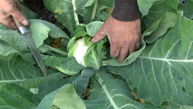 Kış mevsiminin vazgeçilmezi... 'Altın gibi' diyerek övdü! 'Ürün az olunca karaborsaya düştü' dedi!