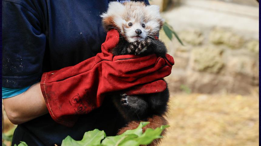 Havai fişek, nesli tükenmekte olan ‘kırmızı panda’ yavrusunu korkuttu... Stres yapan panda hayatını kaybetti!
