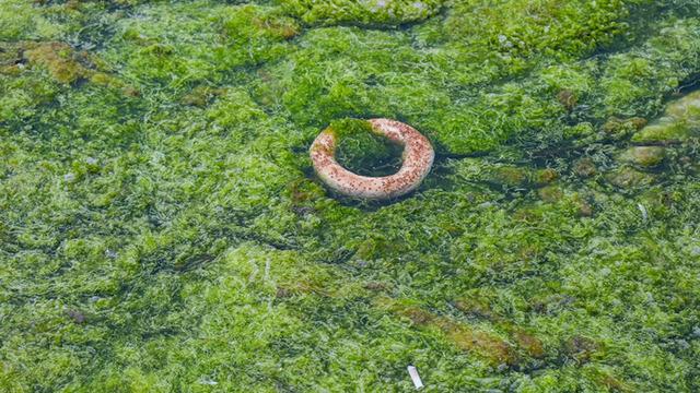 'Bilinen hepsinden farklı' Gittikçe yayılıyor! Zararı da çok başka 'Hemen uzaklaştırılmalı'