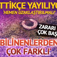 'Bilinen hepsinden farklı' Gittikçe yayılıyor! Zararı da çok başka