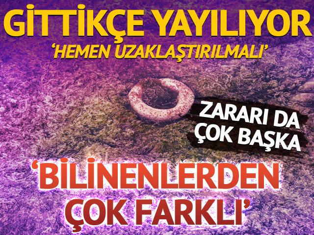 'Bilinen hepsinden farklı' Gittikçe yayılıyor! Zararı da çok başka