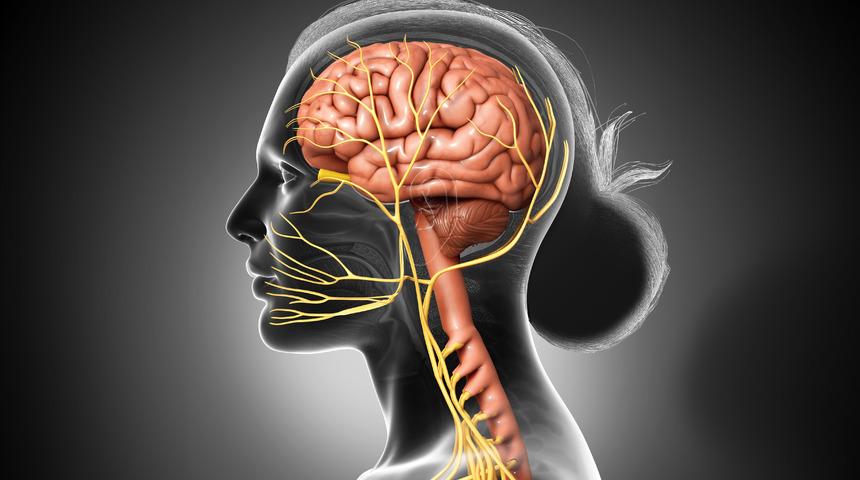 Vagus siniri nedir, ne işe yarar? Vagus siniri nerede? Vagus siniri egzersizleri ve masajı