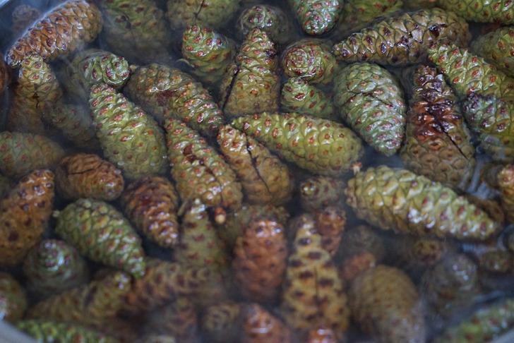 Dağdan toplanıyor, şifaya dönüşüyor! Sağlık çalışanları bile peşinde... Kavanozu 150 TL'den alıcı buluyor G3