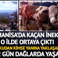 Manisa'daki çiftlikten kaçan inek o ilde ortaya çıktı! Korkudan kimse yanına yaklaşamadı: "42 gün boyunca dağlarda yaşadı"