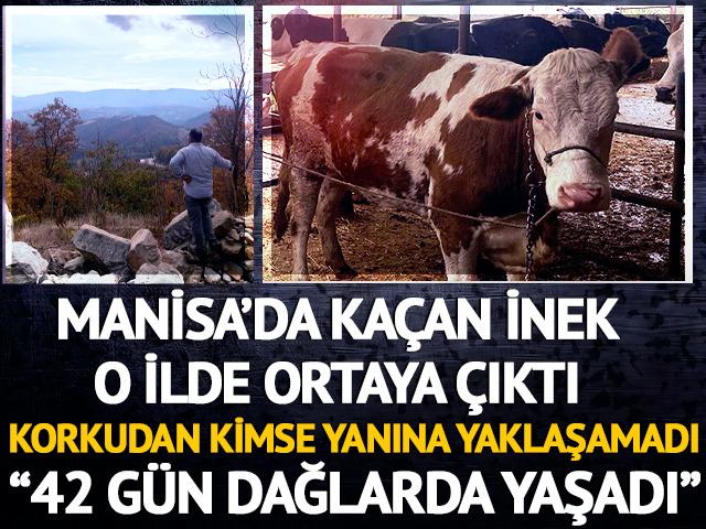 Manisa'daki çiftlikten kaçan inek o ilde ortaya çıktı! Korkudan kimse yanına yaklaşamadı: "42 gün boyunca dağlarda yaşadı"