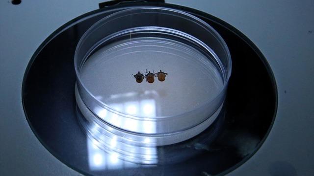 Yazın daha fazla görülüyor ama... Sonbahar ve kış aylarında da keneye dikkat! Yeni tür keşfedildi