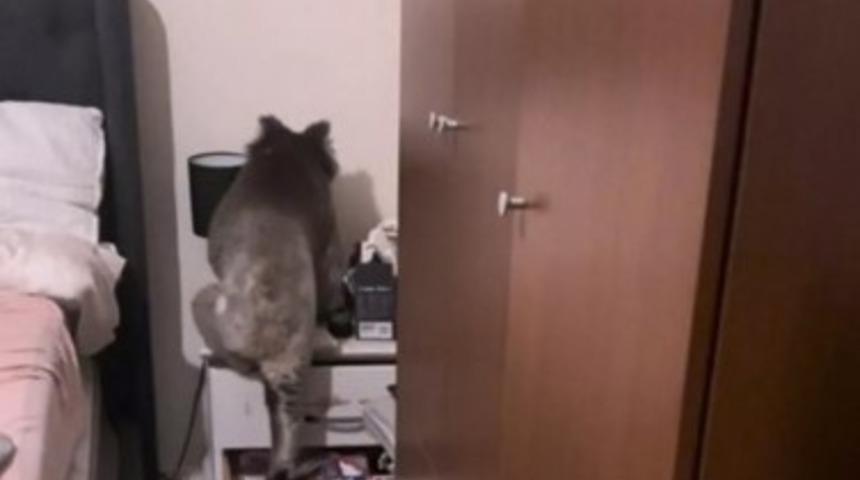 Bir anda karşılarında gördüler! Yatak odalarından koala çıktı: "Korkudan konuşmayı unuttuk"
