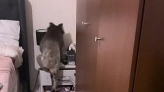 Bir anda karşılarında gördüler! Yatak odalarından koala çıktı: Korkudan konuşmayı unuttuk