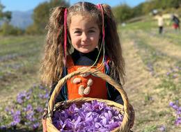 Çok zahmetli: 45 gün hasat sürdü 20 kilo elde ettiler! Dünyanın en değerli baharatı... Kilosu 450 bin liradan satılacak!
