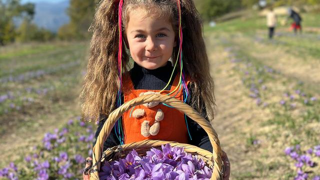 Çok zahmetli: 45 gün hasat sürdü 20 kilo elde ettiler! Dünyanın en değerli baharatı... Kilosu 450 bin liradan satılacak!