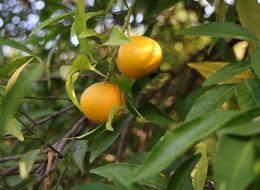 Kış meyvesinin gözdesi C vitamini deposu... Kozan'da mandalina hasadı başladı!