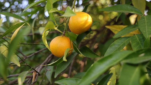 Kış meyvesinin gözdesi C vitamini deposu... Kozan'da mandalina hasadı başladı!