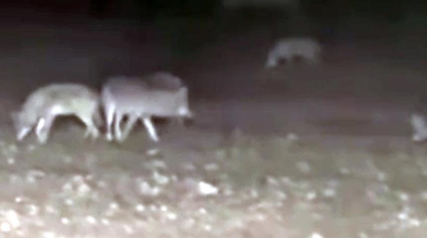 Kurt sürüsü bir anda traktörün etrafını sardı! Vatandaşlar korku içinde yaşıyor, o anlar kamerada