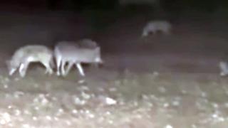 Kurt sürüsü bir anda traktörün etrafını sardı! Vatandaşlar korku içinde yaşıyor, o anlar kamerada