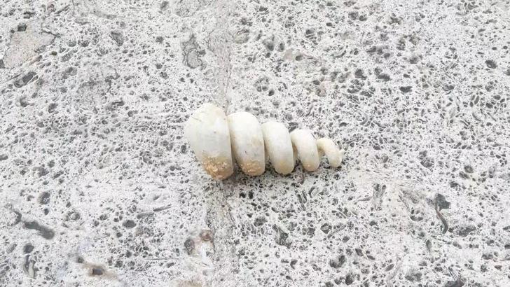 İstanbul'un o ilçesinde bulundu! Tam 10 milyon yıllık: ‘Depreme karşı en zayıf bölgeyi gösteriyor’ G4