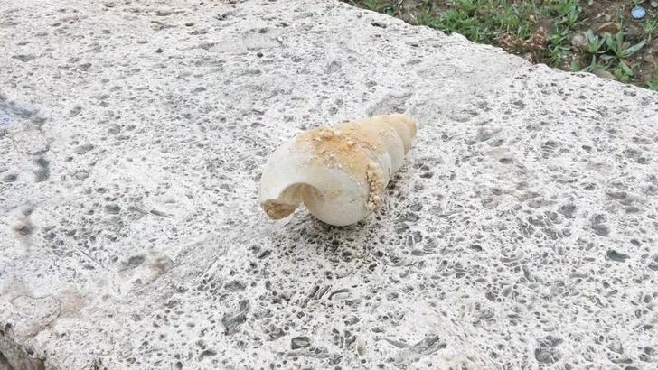 İstanbul'un o ilçesinde bulundu! Tam 10 milyon yıllık: ‘Depreme karşı en zayıf bölgeyi gösteriyor’ G5