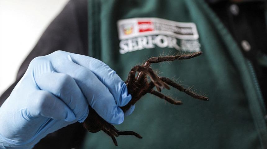 İnanılmaz görüntü havaalanından geldi! Vücuduna yüzlerce canlıyı bağlayıp yurt dışına çıkmaya çalıştı