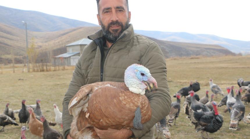 Yılbaşı sofralarının vazgeçilmezi! Hakkarili hindi yetiştiricisi şimdiden sipariş almaya başladı: Fiyatı ise...