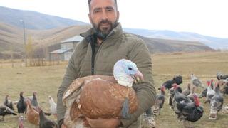 Yılbaşı sofralarının vazgeçilmezi! Hakkarili hindi yetiştiricisi şimdiden sipariş almaya başladı: Fiyatı ise...