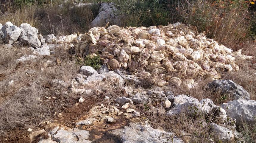 Mersin’de korkutan görüntü! Yüzlerce ölü tavuk bulundu Kuş gribi tehlikesi mi?