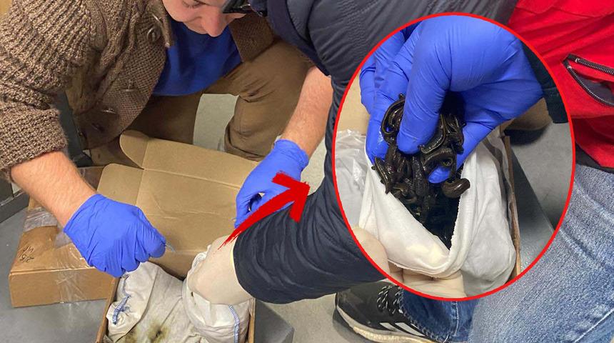 2 Rus havaalanında 5 bin canlı sülüğü yurt dışına çıkarmaya çalıştı... X-ray'de her şey ortaya çıktı!