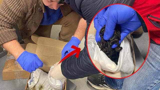 2 Rus havaalanında 5 bin canlı sülüğü yurt dışına çıkarmaya çalıştı... X-ray'de her şey ortaya çıktı!