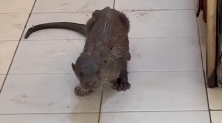 İnanılmaz görüntülerin biri Bartın diğeri Amasra'dan... Su samurları karaya çıktı, dükkan dükkan dolaştı! 