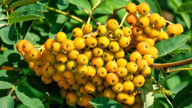 Üvez meyvesi nedir, ne işe yarar? Üvez meyvesinin faydaları nelerdir?