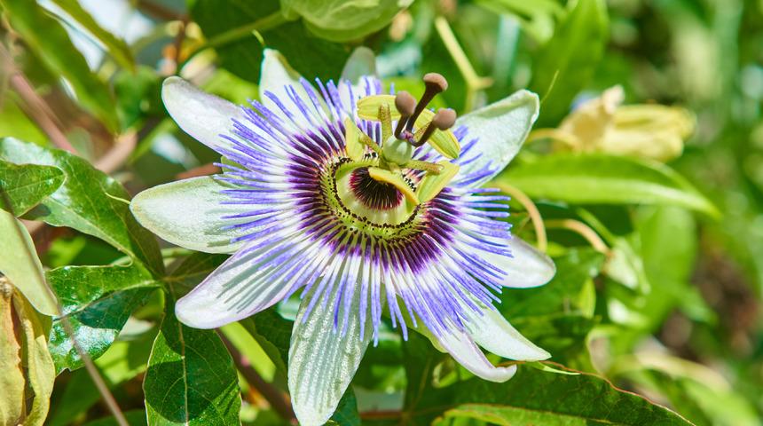 Passiflora nedir, faydaları nelerdir? Passiflora neye iyi gelir?