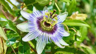 Passiflora nedir, faydaları nelerdir? Passiflora neye iyi gelir?