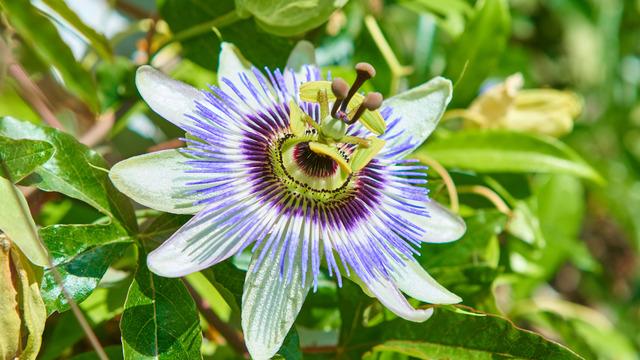 Passiflora nedir, faydaları nelerdir? Passiflora neye iyi gelir?