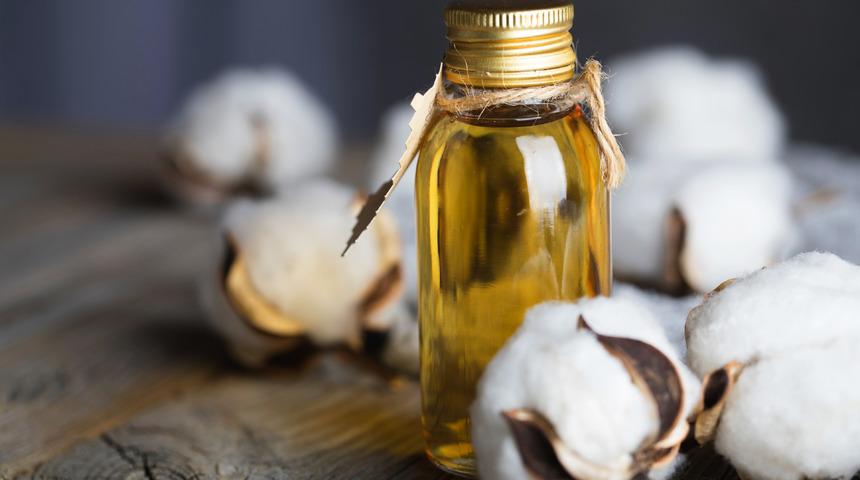 Pamuk yağı nedir? Pamuk yağı zararlı mı, faydalı mı? Pamuk yağı zararları ve faydaları