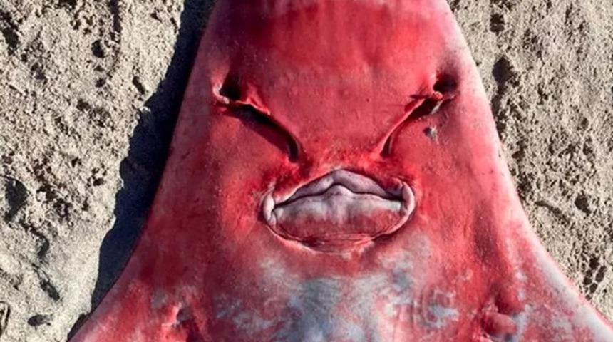 Sahilde yürüyüş yaptıkları sırada bir anda karşılarına çıktı! Kimse ne olduğunu bilemedi: Komplo teorilerini hareketlendirdi