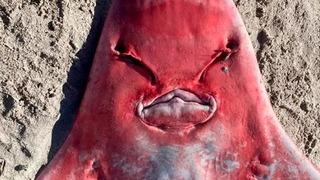 Sahilde yürüyüş yaptıkları sırada bir anda karşılarına çıktı! Kimse ne olduğunu bilemedi: Komplo teorilerini hareketlendirdi