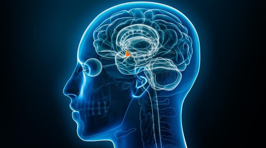 Hipotalamus nedir, ne işe yarar? Hipotalamus nerede? Hipotalamusun görevleri ve hormonları