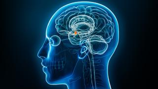 Hipotalamus nedir, ne işe yarar? Hipotalamus nerede? Hipotalamusun görevleri ve hormonları