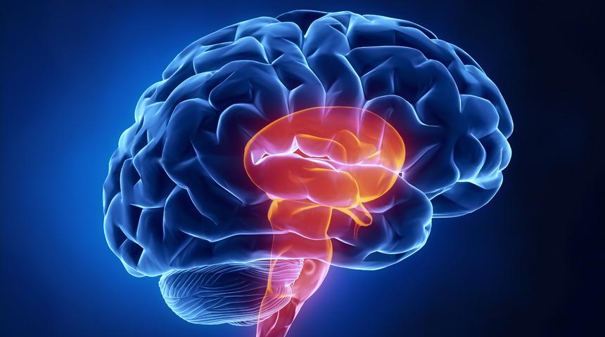 Beyin sapı nedir, nerededir? Beyin sapı nelerden oluşur? Beyin sapını oluşturan yapılar ile beyin sapının görevleri ve bölümleri