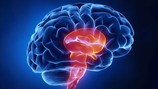 Beyin sapı nedir, nerededir? Beyin sapı nelerden oluşur? Beyin sapını oluşturan yapılar ile beyin sapının görevleri ve bölümleri