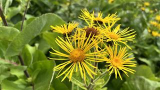 Andız otu nedir, faydaları nelerdir? Andız otu nasıl kullanılır, neye iyi gelir?