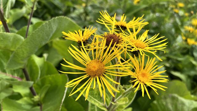 Andız otu nedir, faydaları nelerdir? Andız otu nasıl kullanılır, neye iyi gelir?