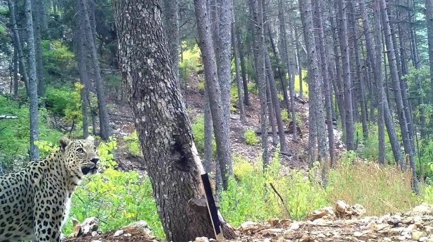 Anadolu Parsı nedir, nerede yaşar? Anadolu Parsı Türkiye'de var mı? Anadolu Parsı özellikleri